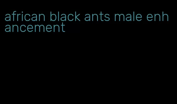 african black ants male enhancement