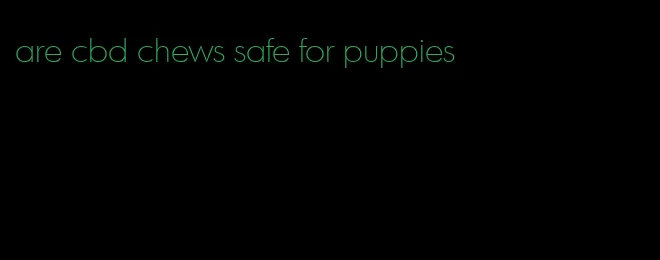 are cbd chews safe for puppies