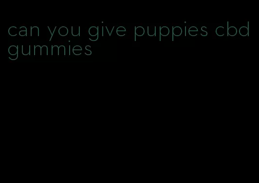 can you give puppies cbd gummies