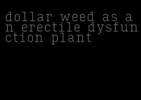 dollar weed as an erectile dysfunction plant