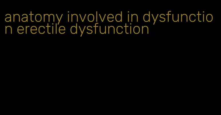 anatomy involved in dysfunction erectile dysfunction