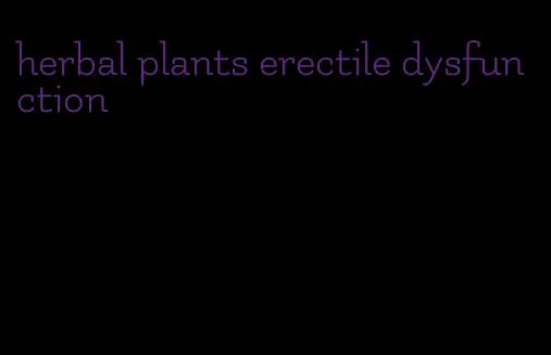 herbal plants erectile dysfunction