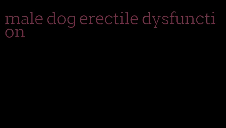 male dog erectile dysfunction