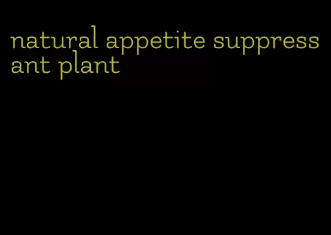 natural appetite suppressant plant