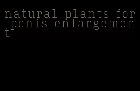 natural plants for penis enlargement