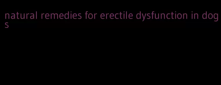 natural remedies for erectile dysfunction in dogs