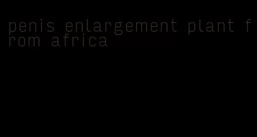 penis enlargement plant from africa