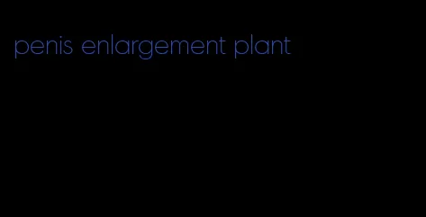 penis enlargement plant