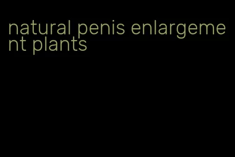 natural penis enlargement plants