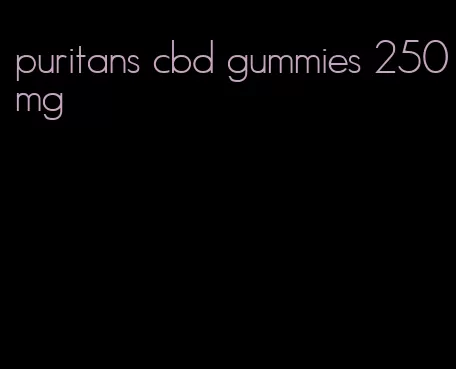 puritans cbd gummies 250mg